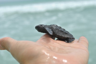 Naturalia-babyturtles (24).JPG