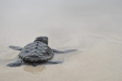 Naturalia-babyturtles (21).JPG