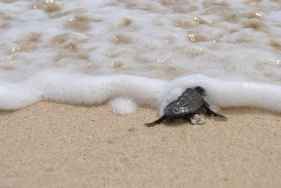 Naturalia-babyturtles (12).JPG
