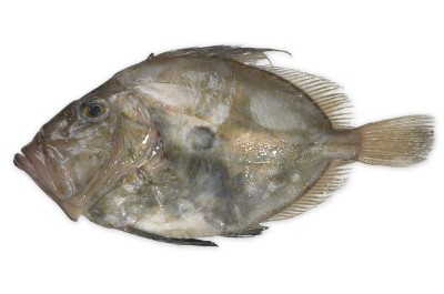 John_Dory_1.jpg